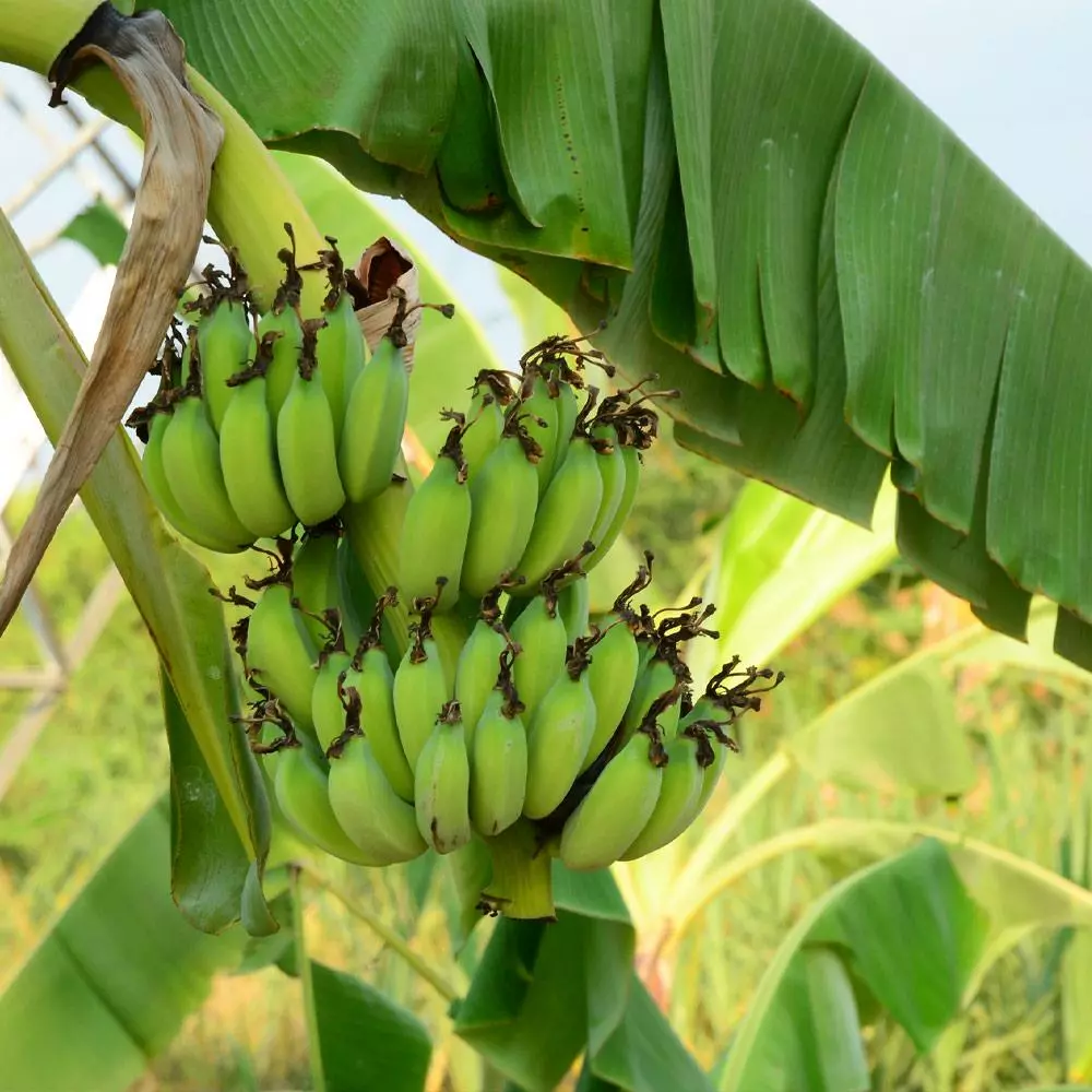 Fast Growing Trees Grand Nain 'Naine' Banana Tree Banana Trees 5 Fast Growing Trees Grand Nain 'Naine' Banana Tree Banana Trees