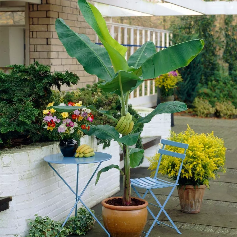 Fast Growing Trees Grand Nain 'Naine' Banana Tree Banana Trees 4 Fast Growing Trees Grand Nain 'Naine' Banana Tree Banana Trees