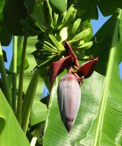 Fast Growing Trees Grand Nain 'Naine' Banana Tree Banana Trees 10 Fast Growing Trees Grand Nain 'Naine' Banana Tree Banana Trees