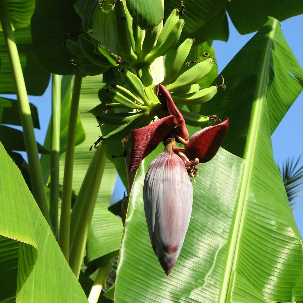 Fast Growing Trees Grand Nain 'Naine' Banana Tree Banana Trees 6 Fast Growing Trees Grand Nain 'Naine' Banana Tree Banana Trees