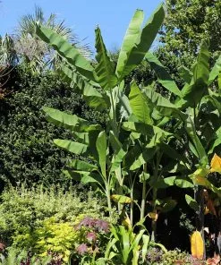 Fast Growing Trees Grand Nain 'Naine' Banana Tree Banana Trees 11 Fast Growing Trees Grand Nain 'Naine' Banana Tree Banana Trees