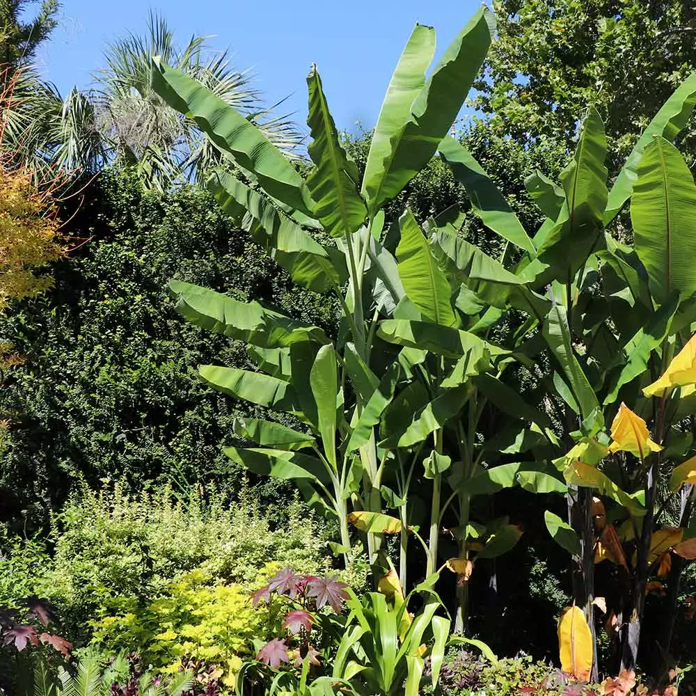 Fast Growing Trees Grand Nain 'Naine' Banana Tree Banana Trees 7 Fast Growing Trees Grand Nain 'Naine' Banana Tree Banana Trees
