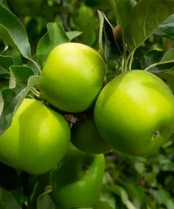 Fast Growing Trees Apple Trees Granny Smith Apple Tree