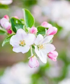 Fast Growing Trees Granny Smith Apple Tree 11 Fast Growing Trees Granny Smith Apple Tree