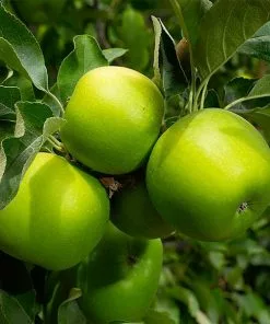 Fast Growing Trees Apple Trees Granny Smith Apple Tree
