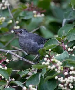 Fast Growing Trees Grey Twig Dogwood Shrub See All Shrubs & Hedges
