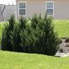 Fast Growing Trees Green Rocket Leyland Cypress 2 Fast Growing Trees Green Rocket Leyland Cypress