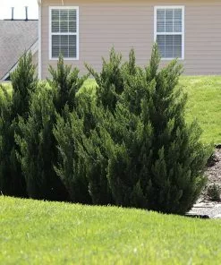 Fast Growing Trees Green Rocket Leyland Cypress