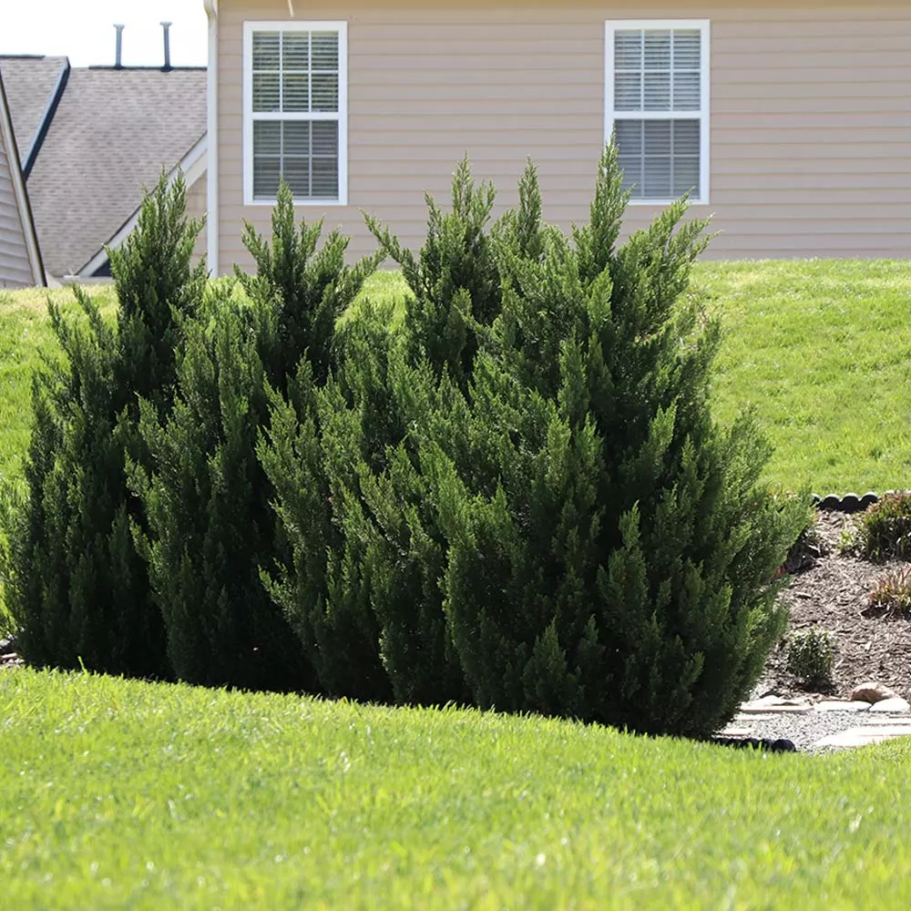 Fast Growing Trees Green Rocket Leyland Cypress 3 Fast Growing Trees Green Rocket Leyland Cypress