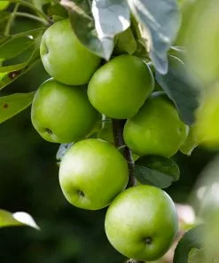 Fast Growing Trees Apple Trees Tangy Green Columnar Apple Tree