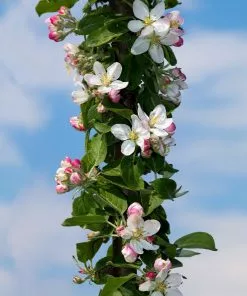 Fast Growing Trees Tangy Green Columnar Apple Tree 9 Fast Growing Trees Tangy Green Columnar Apple Tree