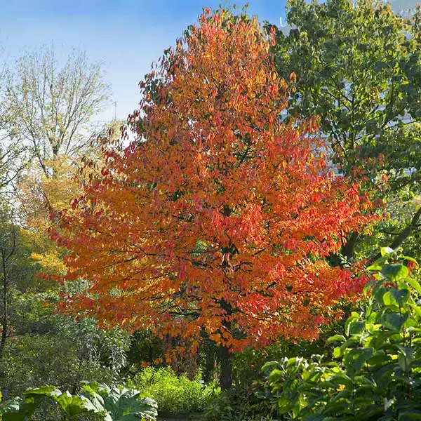 Fast Growing Trees Green Gable™ Tupelo (Black Gum Tree) 3 Fast Growing Trees Green Gable™ Tupelo (Black Gum Tree)
