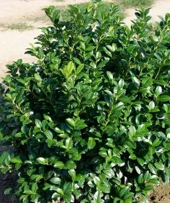 Fast Growing Trees Laurel Shrubs Green Goblet Cherry Laurel 9 Fast Growing Trees Laurel Shrubs Green Goblet Cherry Laurel