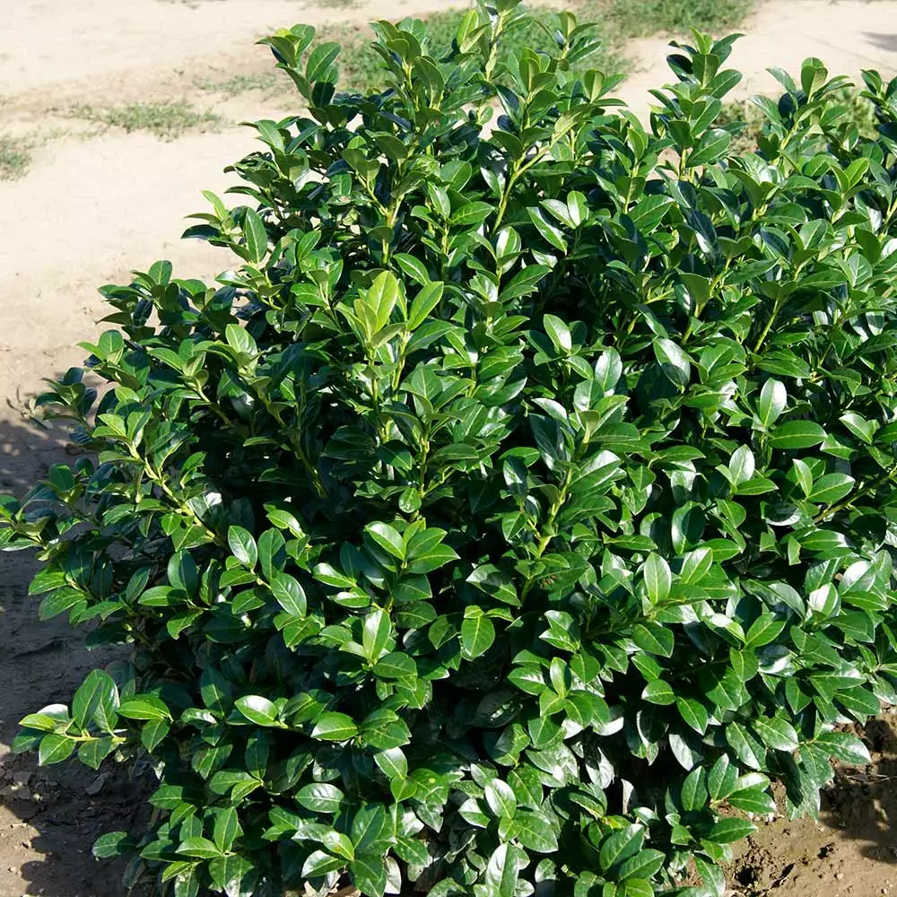 Fast Growing Trees Laurel Shrubs Green Goblet Cherry Laurel 6 Fast Growing Trees Laurel Shrubs Green Goblet Cherry Laurel