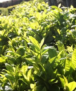 Fast Growing Trees Laurel Shrubs Green Goblet Cherry Laurel