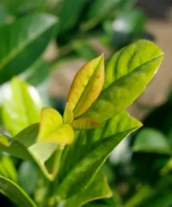 Fast Growing Trees Laurel Shrubs Green Goblet Cherry Laurel 8 Fast Growing Trees Laurel Shrubs Green Goblet Cherry Laurel