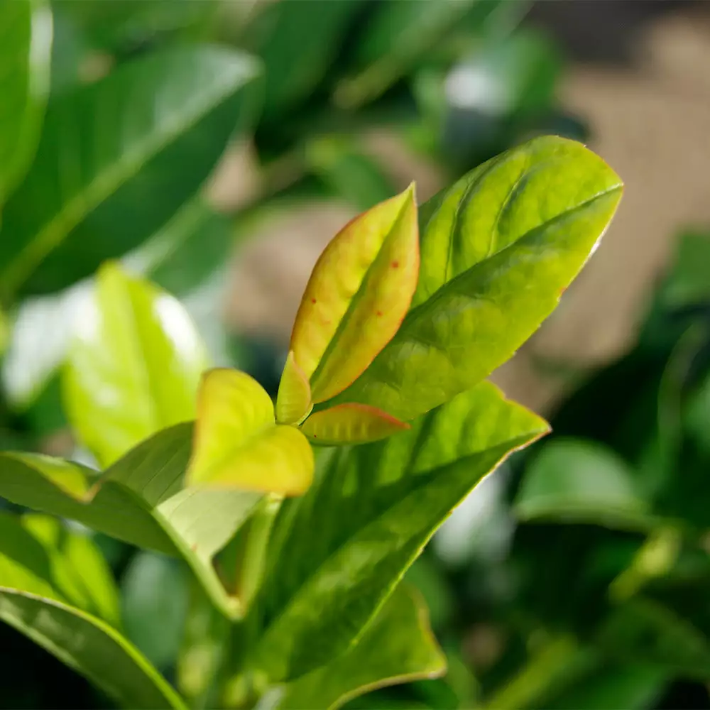 Fast Growing Trees Laurel Shrubs Green Goblet Cherry Laurel 5 Fast Growing Trees Laurel Shrubs Green Goblet Cherry Laurel