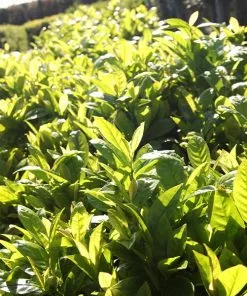 Fast Growing Trees Laurel Shrubs Green Goblet Cherry Laurel