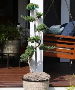 Fast Growing Trees Green Mound Juniper Topiary Juniper Trees