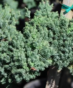 Fast Growing Trees Green Mound Juniper Topiary Juniper Trees 7 Fast Growing Trees Green Mound Juniper Topiary Juniper Trees