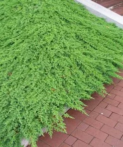 Fast Growing Trees Juniper Trees Green Mound Juniper