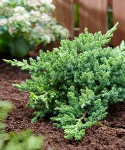 Fast Growing Trees Juniper Trees Green Mound Juniper