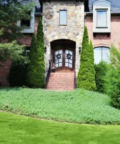 Fast Growing Trees Juniper Trees Green Mound Juniper