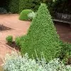 Fast Growing Trees Boxwood Shrubs Green Mountain Boxwood Shrub 2 Fast Growing Trees Boxwood Shrubs Green Mountain Boxwood Shrub