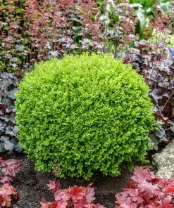 Fast Growing Trees Green Velvet Boxwood Shrub