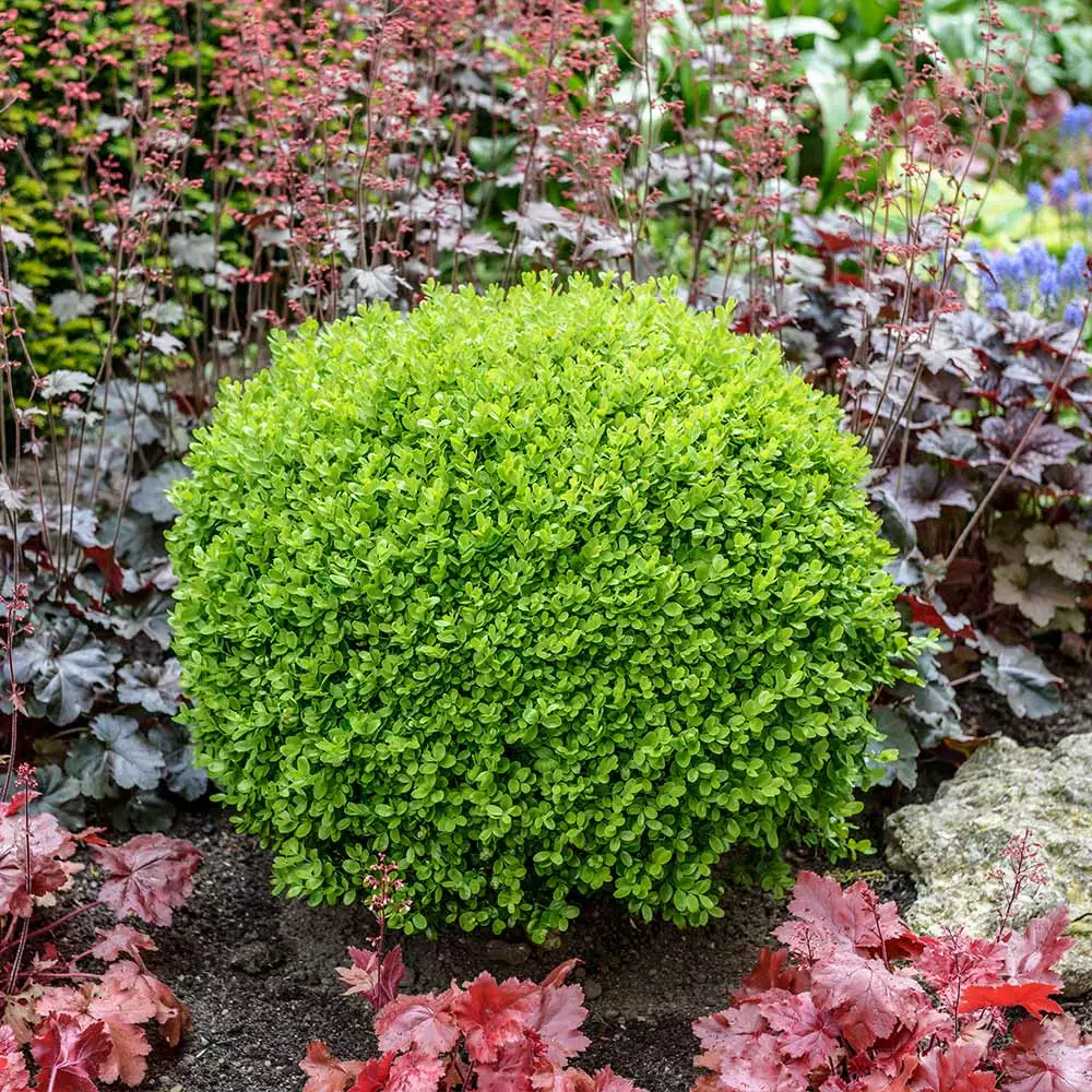 Fast Growing Trees Green Velvet Boxwood Shrub 4 Fast Growing Trees Green Velvet Boxwood Shrub