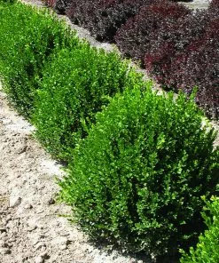 Fast Growing Trees Green Velvet Boxwood Shrub 12 Fast Growing Trees Green Velvet Boxwood Shrub