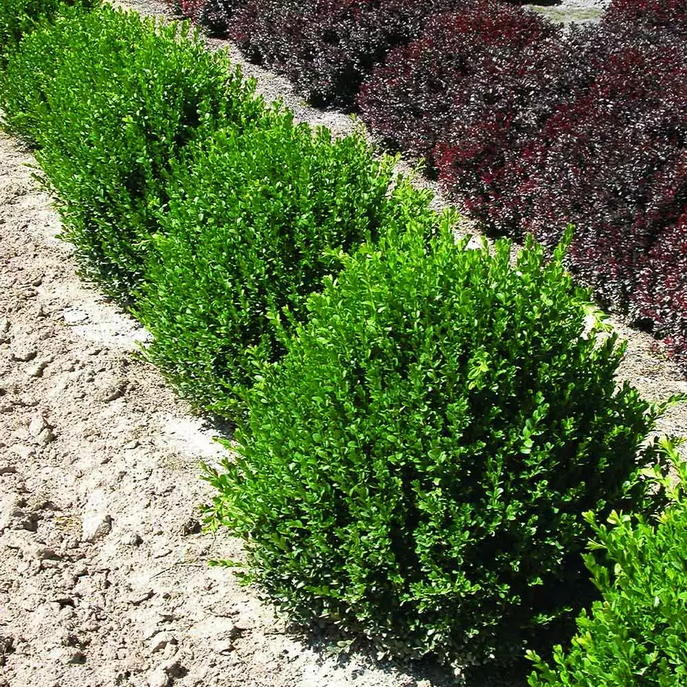 Fast Growing Trees Green Velvet Boxwood Shrub 7 Fast Growing Trees Green Velvet Boxwood Shrub