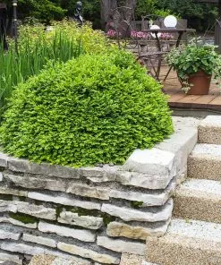 Fast Growing Trees Green Velvet Boxwood Shrub 11 Fast Growing Trees Green Velvet Boxwood Shrub