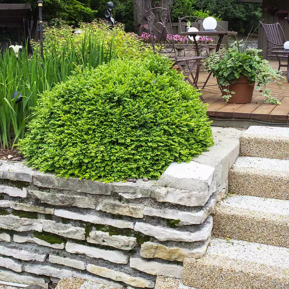 Fast Growing Trees Green Velvet Boxwood Shrub 6 Fast Growing Trees Green Velvet Boxwood Shrub