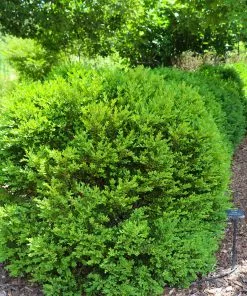 Fast Growing Trees Green Velvet Boxwood Shrub 13 Fast Growing Trees Green Velvet Boxwood Shrub