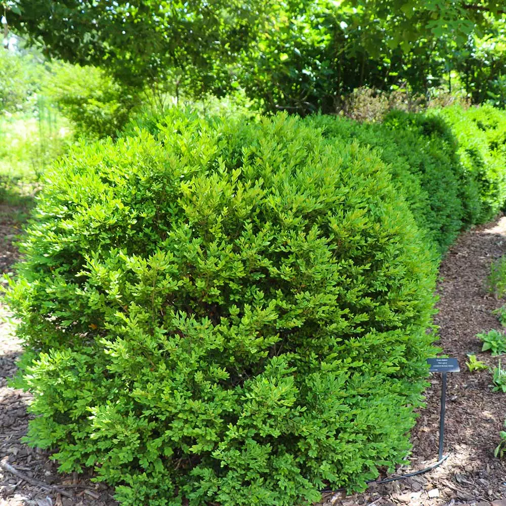 Fast Growing Trees Green Velvet Boxwood Shrub 8 Fast Growing Trees Green Velvet Boxwood Shrub
