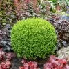 Fast Growing Trees Green Velvet Boxwood Shrub 2 Fast Growing Trees Green Velvet Boxwood Shrub