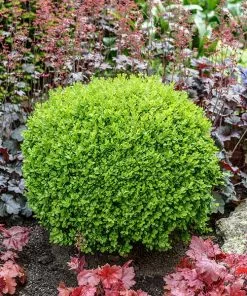 Fast Growing Trees Green Velvet Boxwood Shrub