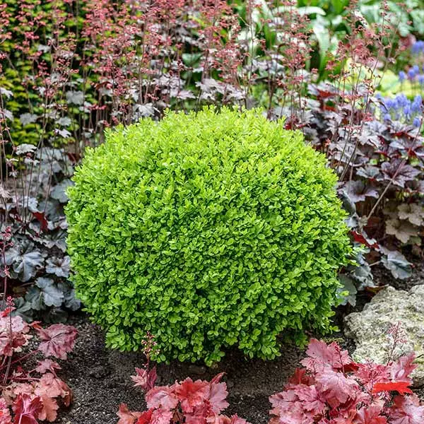 Fast Growing Trees Green Velvet Boxwood Shrub 3 Fast Growing Trees Green Velvet Boxwood Shrub