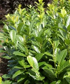 Fast Growing Trees Greenfinity Cherry Laurel Laurel Shrubs