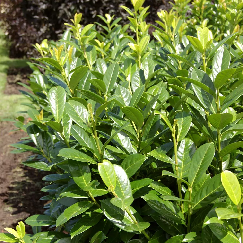 Fast Growing Trees Greenfinity Cherry Laurel Laurel Shrubs 4 Fast Growing Trees Greenfinity Cherry Laurel Laurel Shrubs