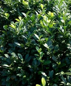 Fast Growing Trees Greenfinity Cherry Laurel Laurel Shrubs 8 Fast Growing Trees Greenfinity Cherry Laurel Laurel Shrubs