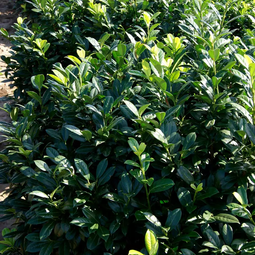 Fast Growing Trees Greenfinity Cherry Laurel Laurel Shrubs 5 Fast Growing Trees Greenfinity Cherry Laurel Laurel Shrubs