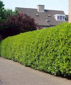 Fast Growing Trees Greenfinity Cherry Laurel Laurel Shrubs 9 Fast Growing Trees Greenfinity Cherry Laurel Laurel Shrubs