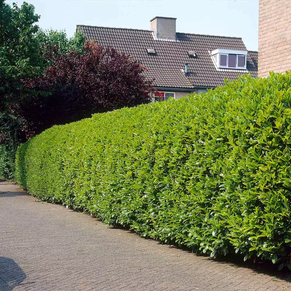 Fast Growing Trees Greenfinity Cherry Laurel Laurel Shrubs 6 Fast Growing Trees Greenfinity Cherry Laurel Laurel Shrubs