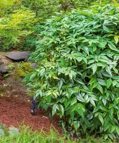 Fast Growing Trees Gulf Stream Heavenly Bamboo Nandina