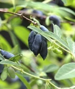 Fast Growing Trees See All Fruit Trees Honeyberry - Blue Moon™ 8 Fast Growing Trees See All Fruit Trees Honeyberry - Blue Moon™