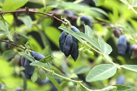Fast Growing Trees See All Fruit Trees Honeyberry - Blue Moon™ 5 Fast Growing Trees See All Fruit Trees Honeyberry - Blue Moon™
