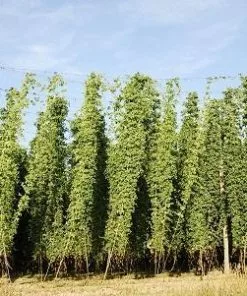 Fast Growing Trees See All Shrubs & Hedges Centennial Hops Plant