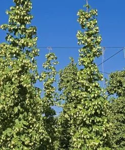 Fast Growing Trees See All Shrubs & Hedges Cascade Hops Plant 9 Fast Growing Trees See All Shrubs & Hedges Cascade Hops Plant